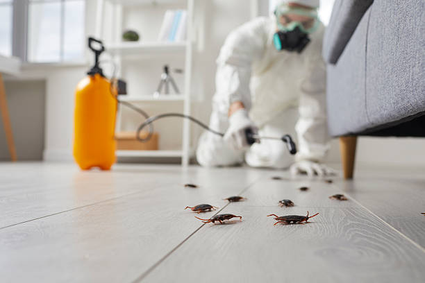 Post-Treatment Bed Bug Interceptor Monitoring in San Saba